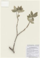 藏品(深紅茵芋)的圖片